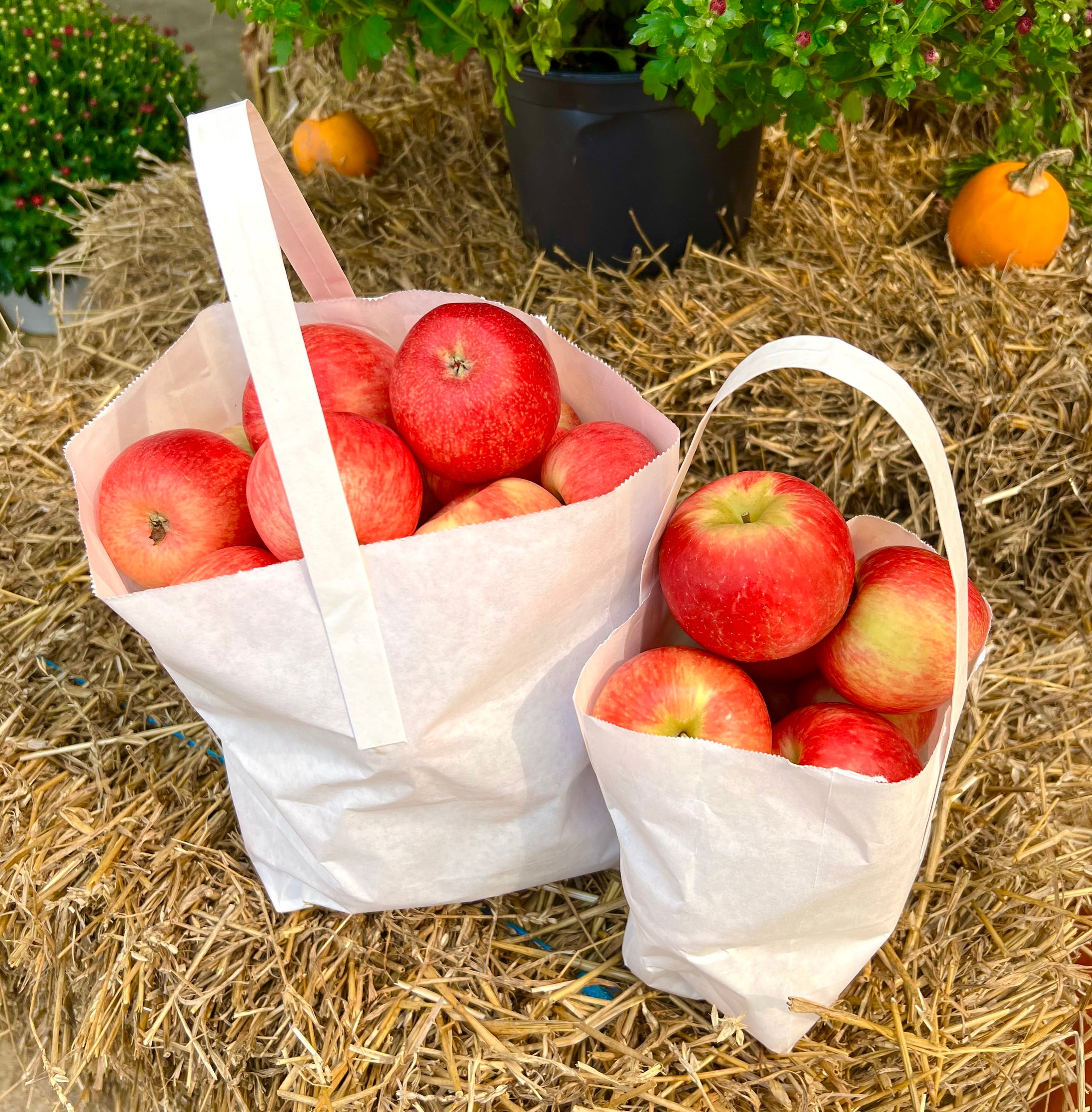 BOGO Buy 1 Peck of Apples, Get another Peck For FREE(.80¢/pound